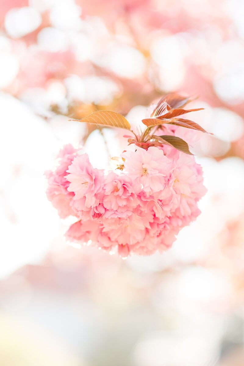 Kirschblüten am Baum