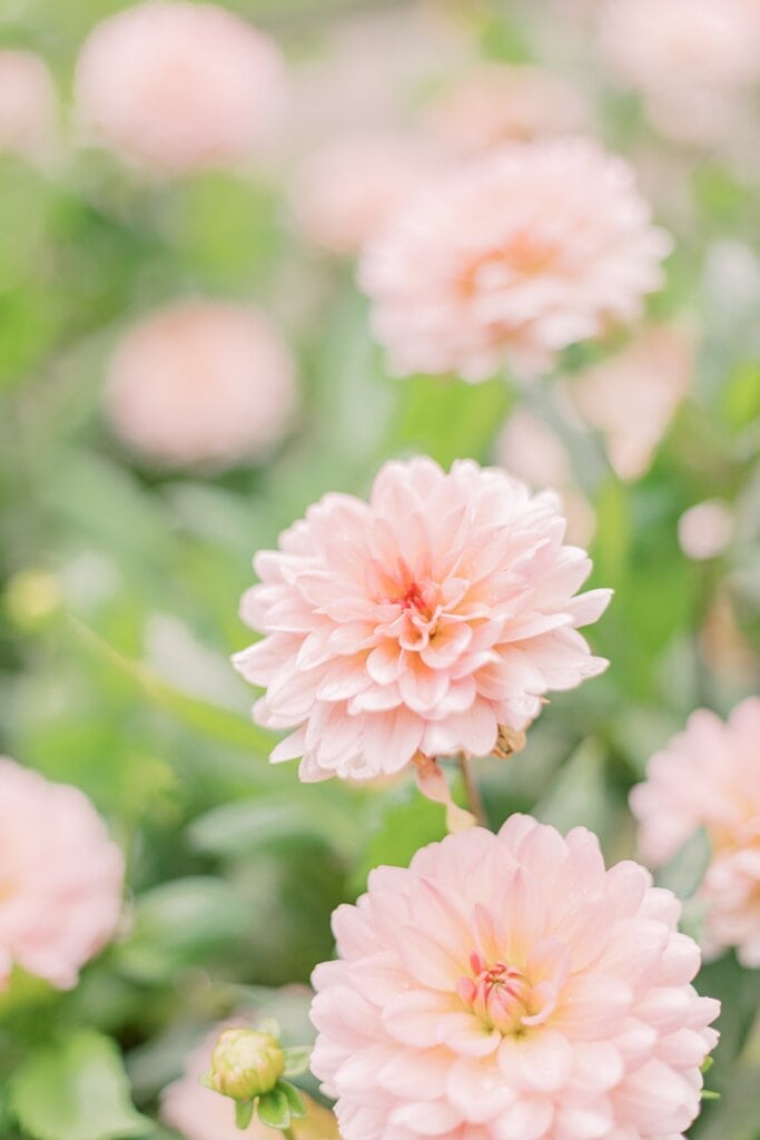 Blumen im Botanischen Garten