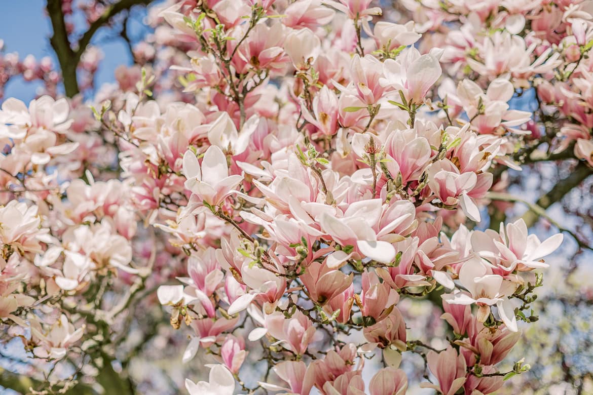 Blüten Mini Sessions 2025