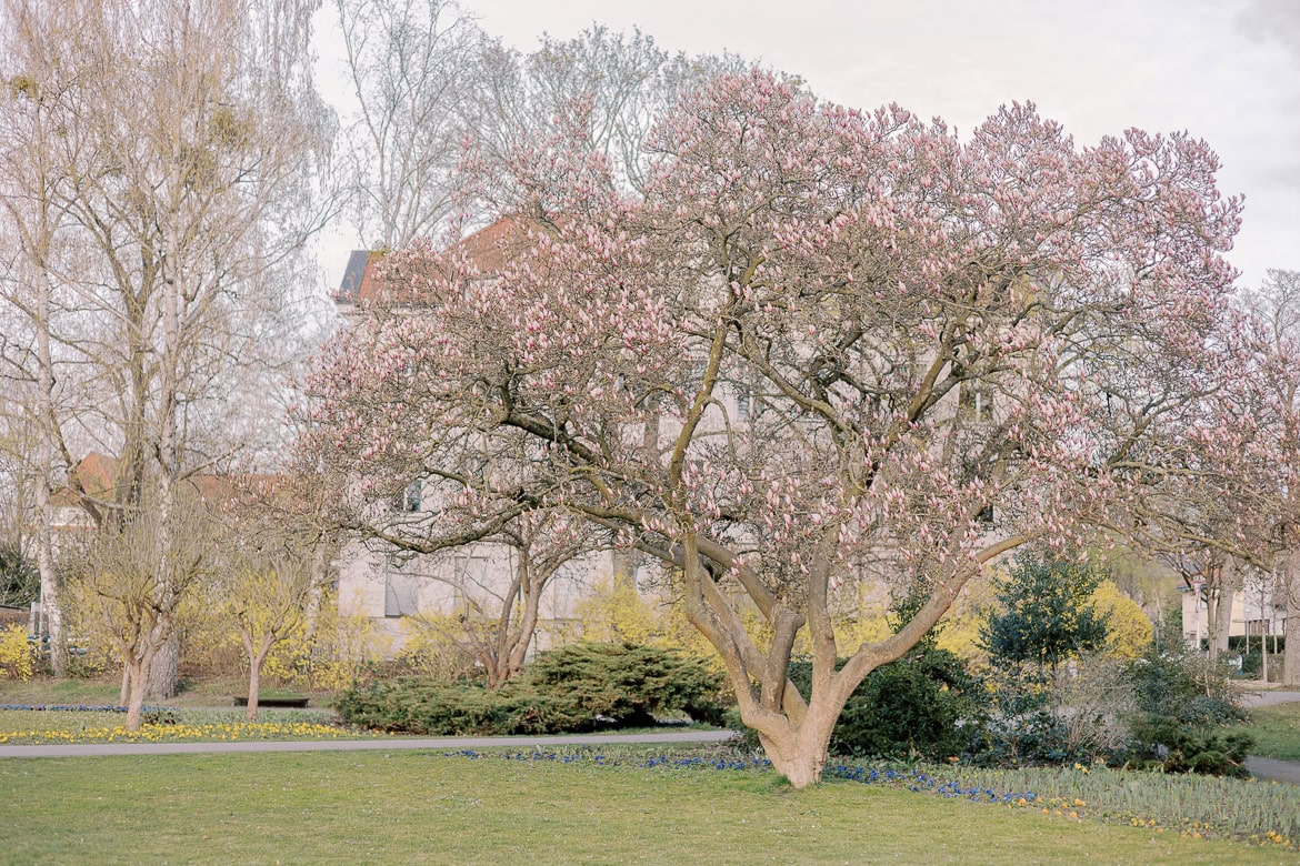 Kirschblüten und Magnolien Mini Sessions