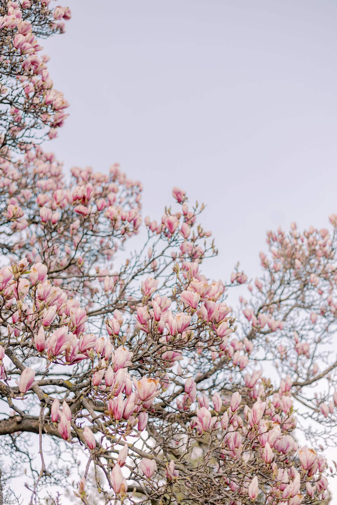 Kirschblüten und Magnolien Mini Sessions