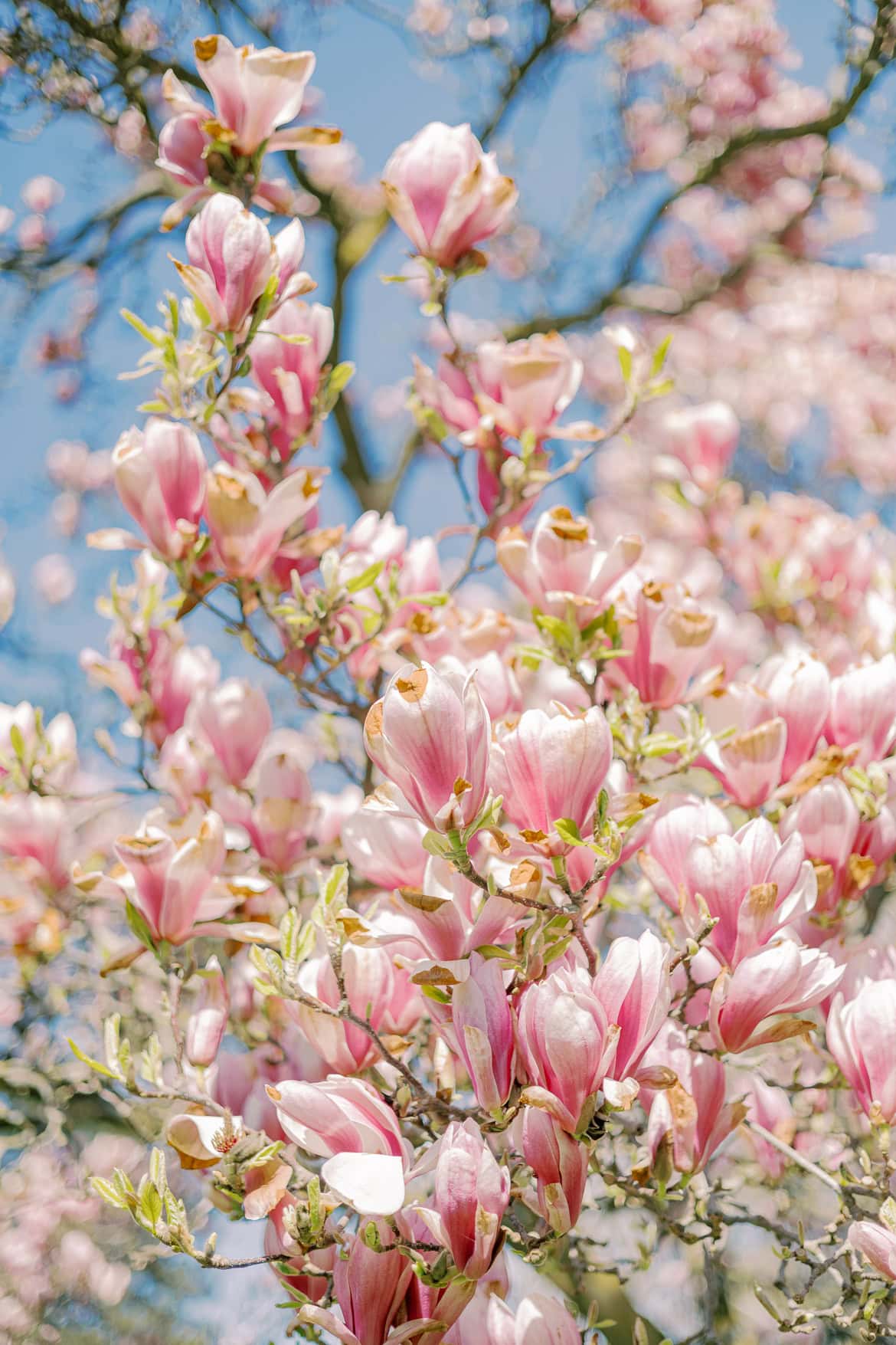 Kirschblüten und Magnolien Mini Sessions