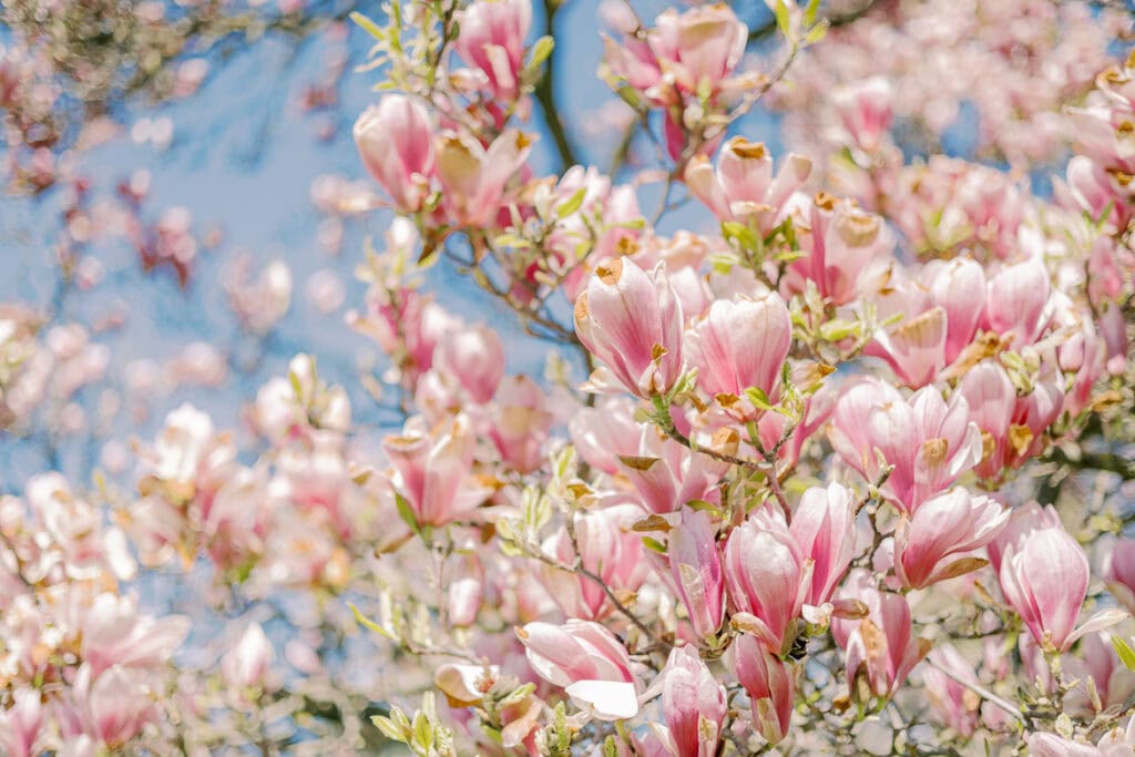 Kirschblüten und Magnolien Mini Sessions