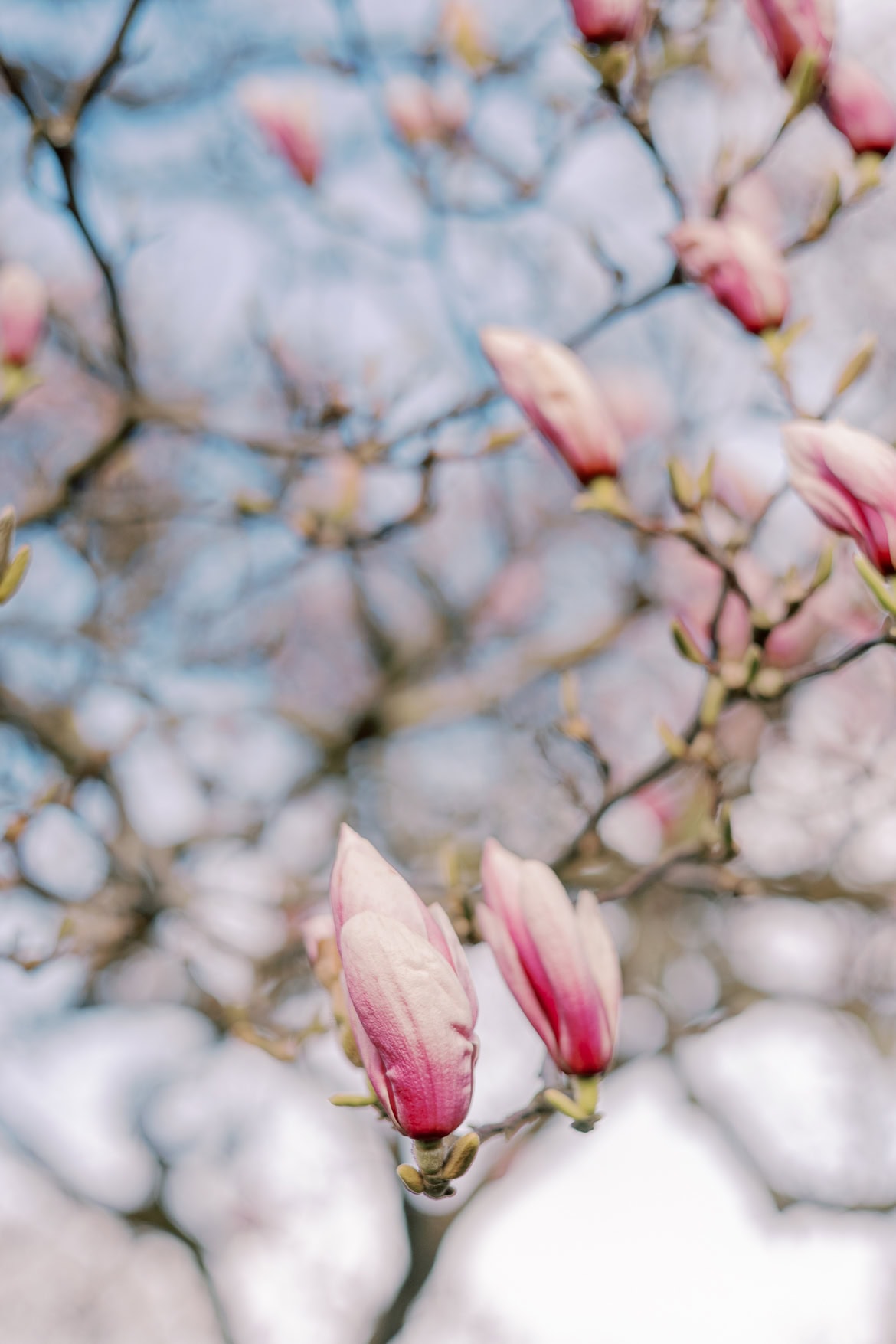 Kirschblüten und Magnolien Mini Sessions