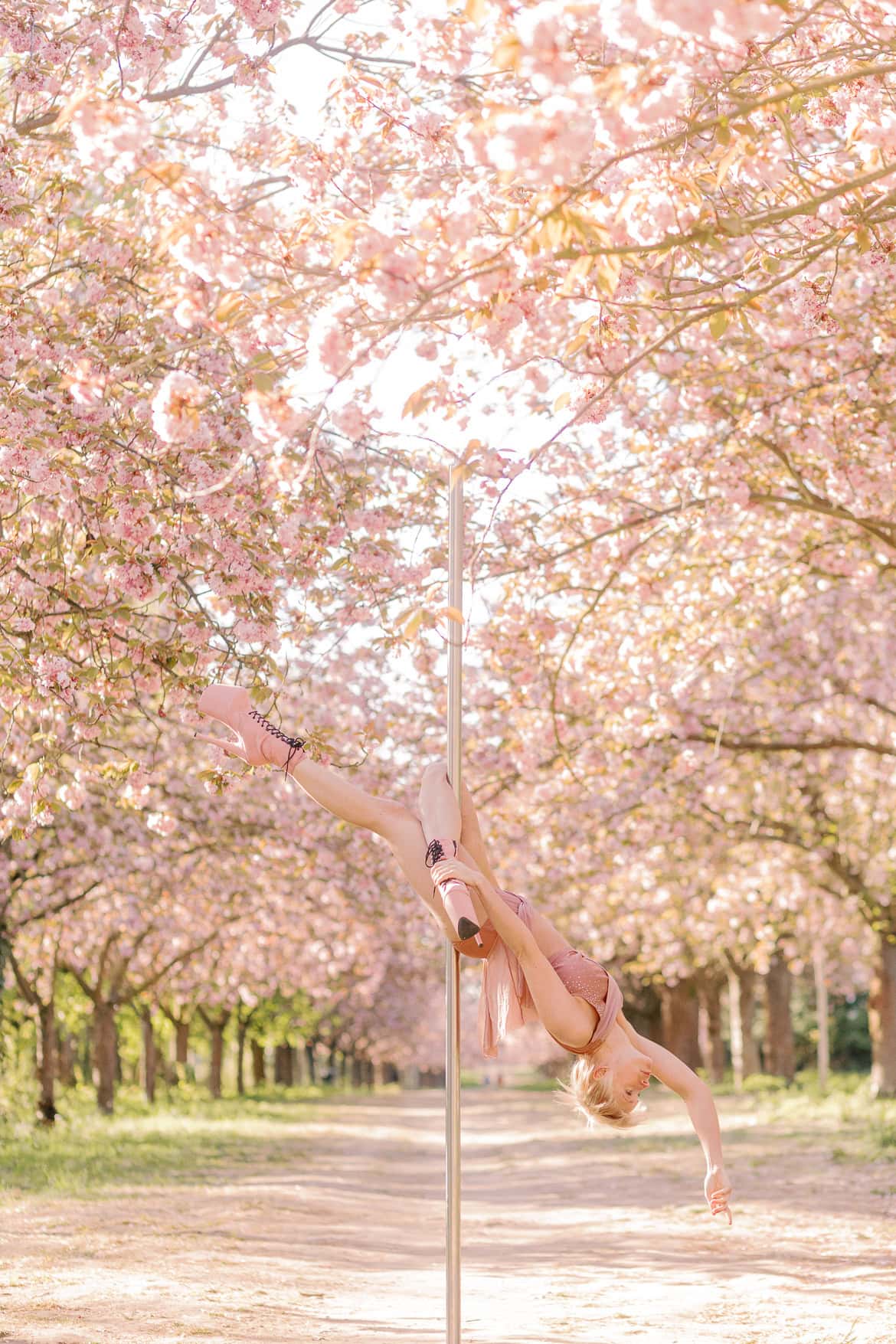 Kirschblüten und Magnolien Mini Sessions