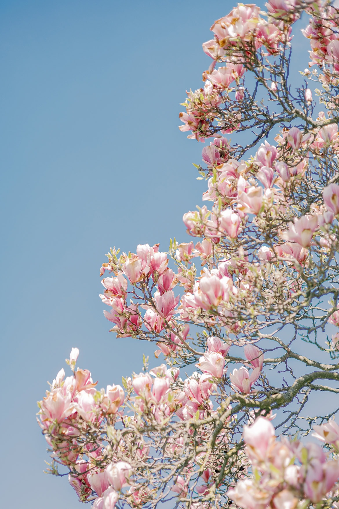 Kirschblüten und Magnolien Mini Sessions