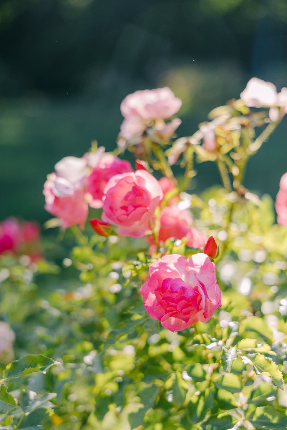 Sommer Verlobung im Rosengarten des Stadtpark Steglitz