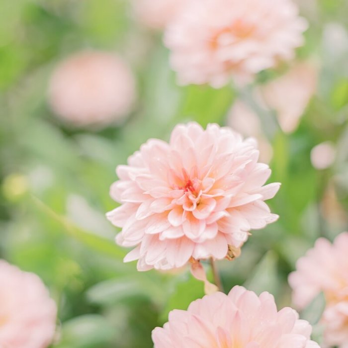 Hochzeit in der Hochzeitsvilla Berlin Zehlendorf und im Gotischen Saal Zitadelle Spandau Blumen im Botanischen Garten
