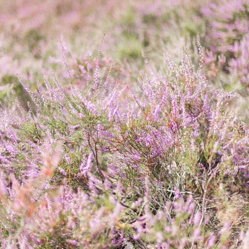 Hochzeitsfotograf Berlin Lüneburger Heide - Hochzeitsfotograf Berlin - Miriam Kaulbarsch